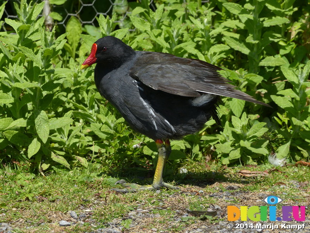 FZ005857 Moorhen